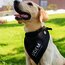 Bandana UDEM para mascota