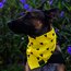 Bandana Troyanos para mascota